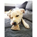 Sabot de bœuf pour chien