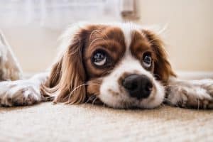 chiot à la maison