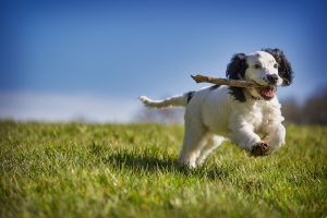 Dressage de votre chiot