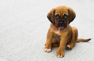 Accueillir un chiot à la maison