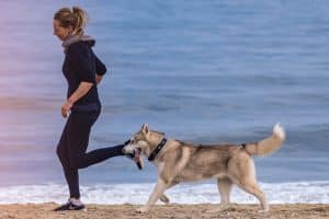 animal de compagnie est en surpoids