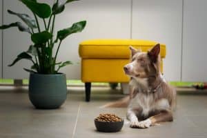 Transition alimentaire chez le chien