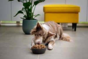 Transition alimentaire chez le chat