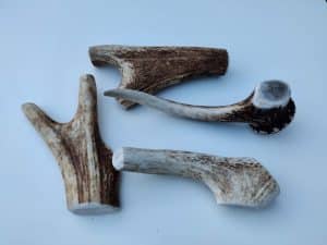 Bois de cerf pour chien