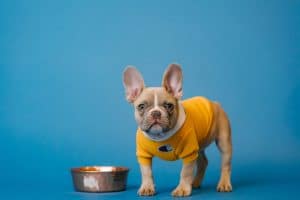 Votre chien ne mange pas sa gamelle
