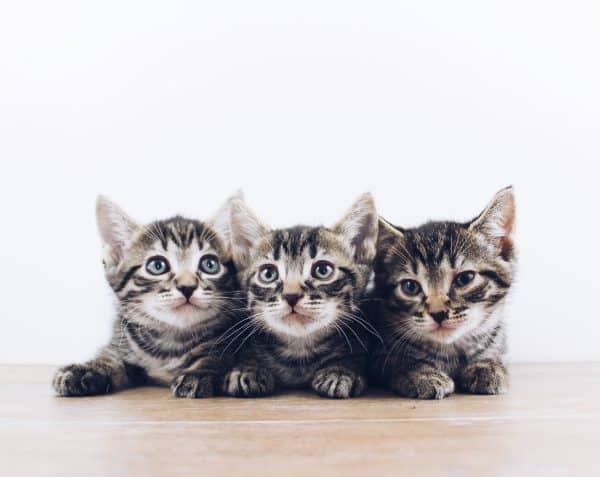 kitten pour chaton