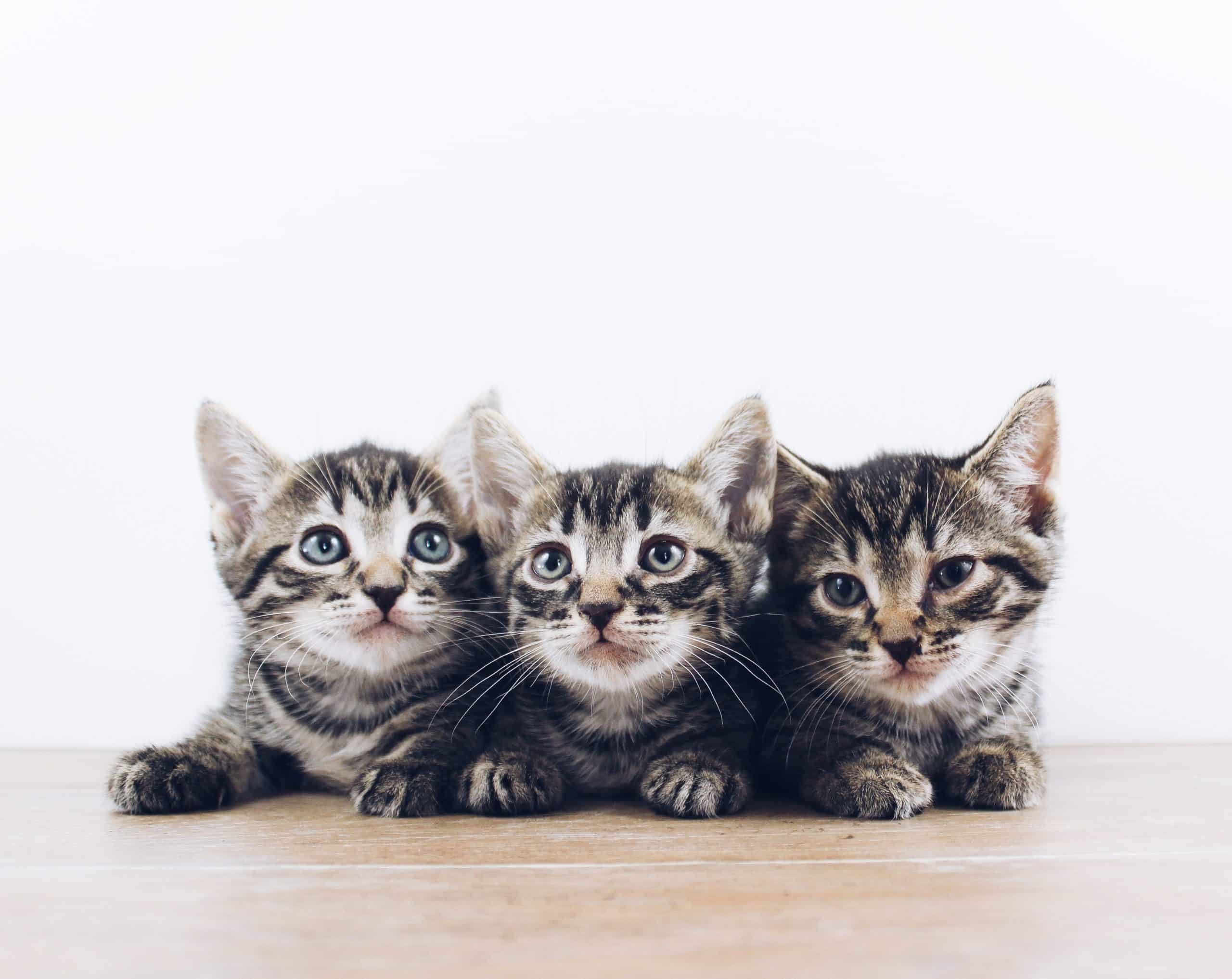 kitten pour chaton