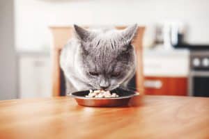 Les aliments interdits pour les chats