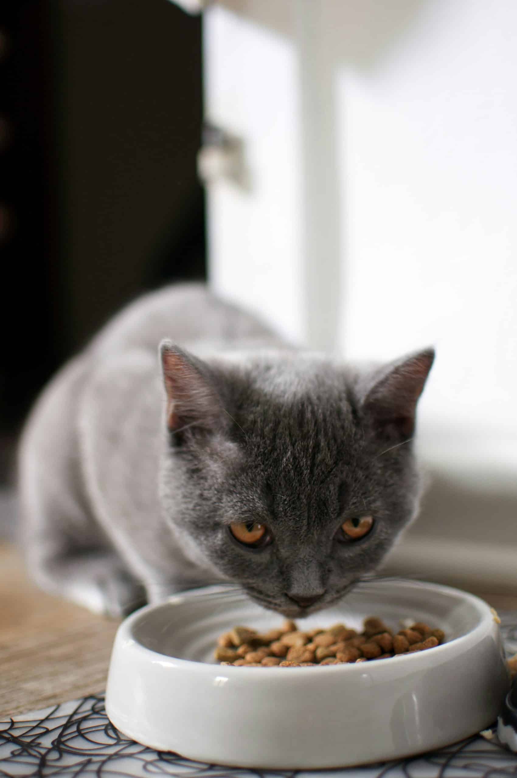 mon chat vomit les croquettes