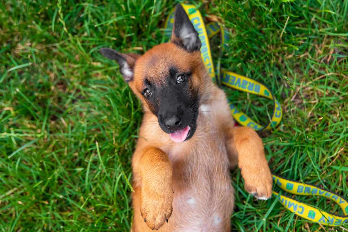 Alimentation chien malinois