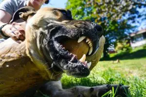 Comment améliorer la mastication de votre chien : conseils et astuces pour une meilleure santé buccale
