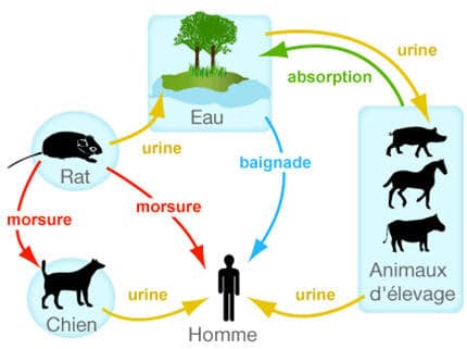 Leptospirose chien