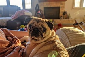Découvrez le carlin : chien de compagnie adorable au museau plat et au caractère affectueux