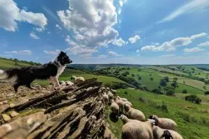 Border collie : le chien berger intelligent et énergique idéal pour les familles actives