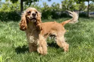 Cocker anglais : découvrez ce chien de compagnie affectueux et enjoué pour toute la famille