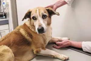 La dysplasie chez le chien : symptômes, diagnostic et traitements pour soulager votre compagnon