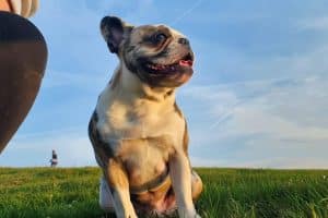 Adopter un bouledogue français : conseils et caractéristiques de cette race de chien affectueuse