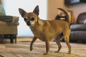 Tout savoir sur le Chihuahua : caractère, soins et éducation du plus petit chien du monde