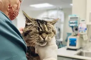 Coryza du chaton : symptômes, traitements et prévention pour protéger votre petit félin