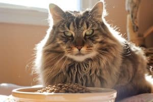 La roquette est-elle toxique pour les chats ? Découvrez les risques et précautions à prendre