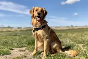 Comment soigner efficacement la diarrhée de votre chiot : causes, symptômes et traitements