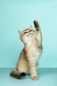 Comment garder propre un appartement avec des animaux ?