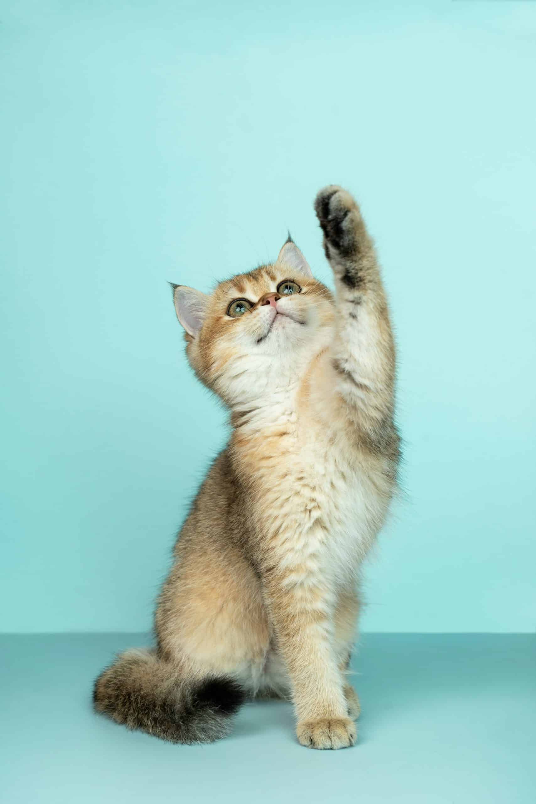 Comment garder propre un appartement avec des animaux ?